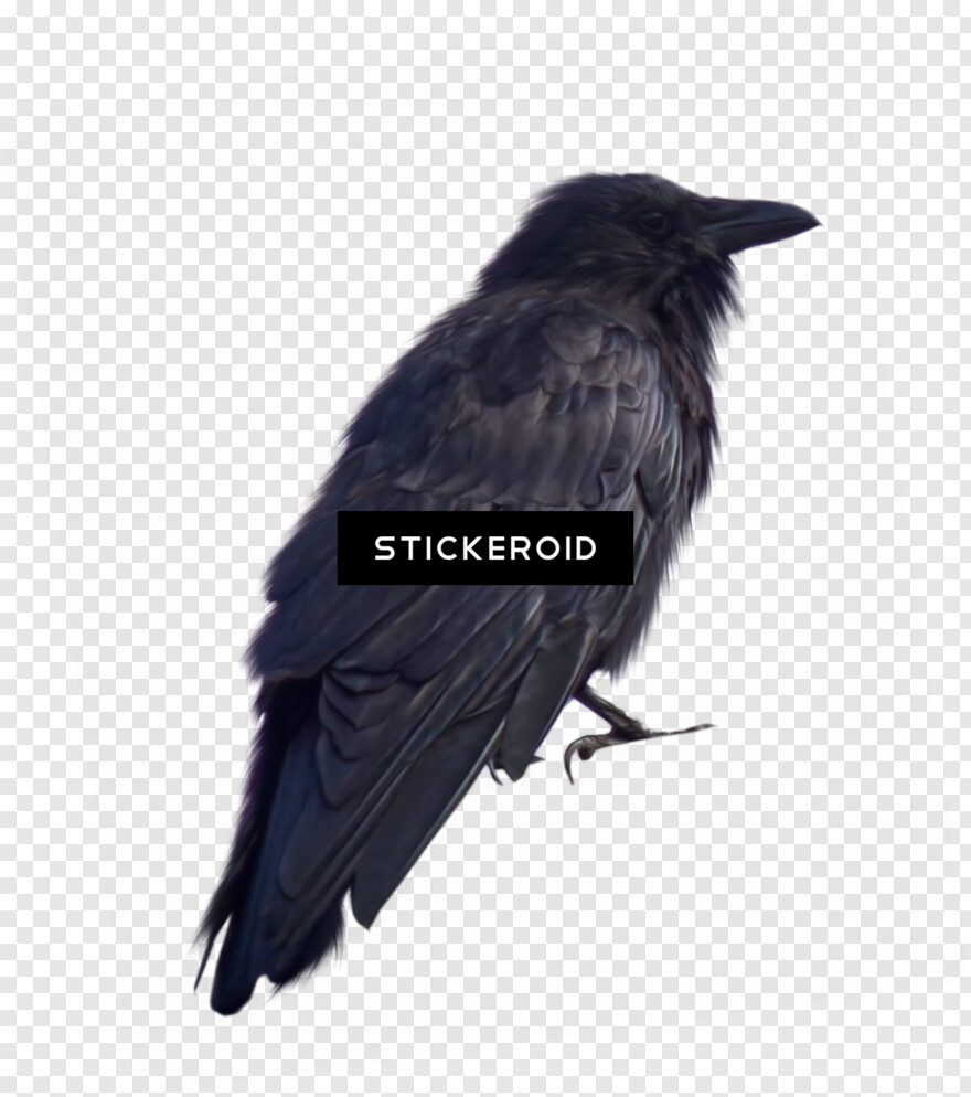 crow # 360298
