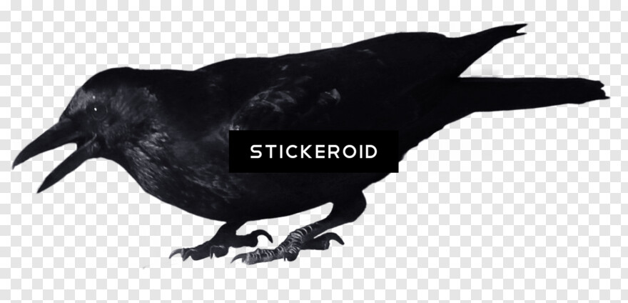 crow # 941018