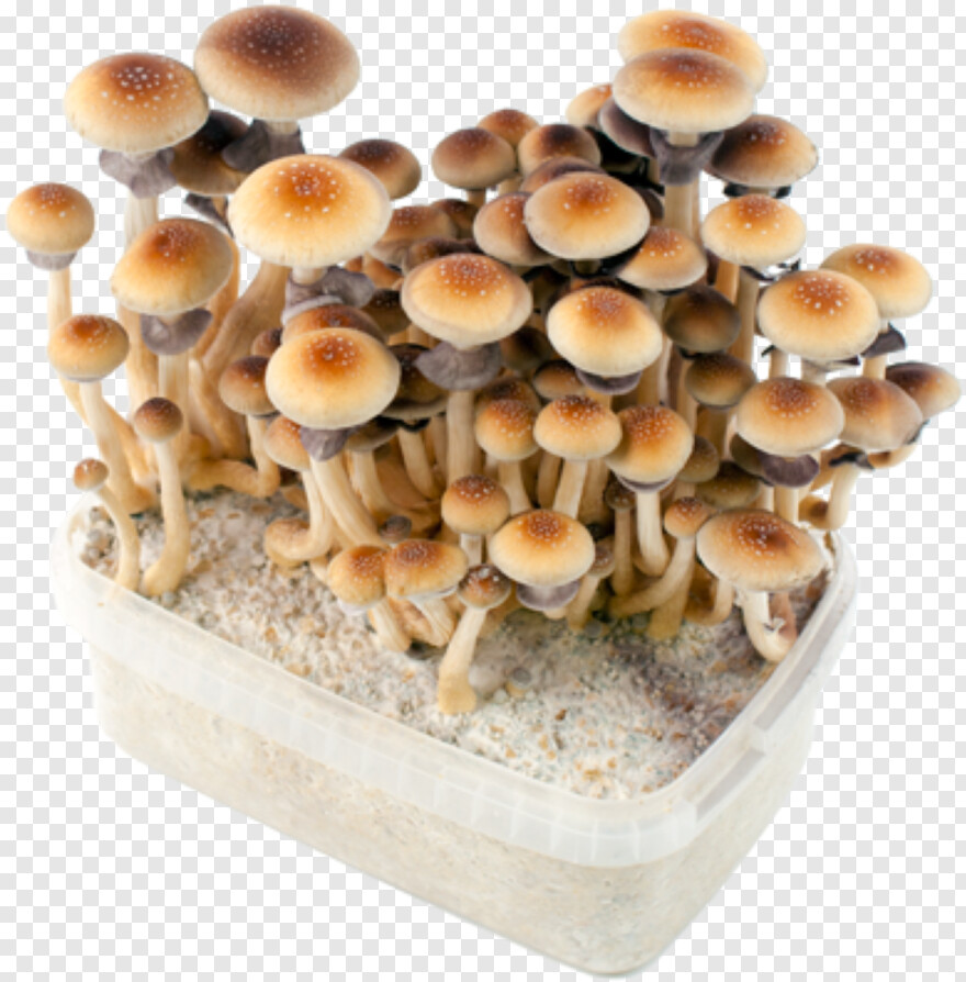 mushroom # 780171