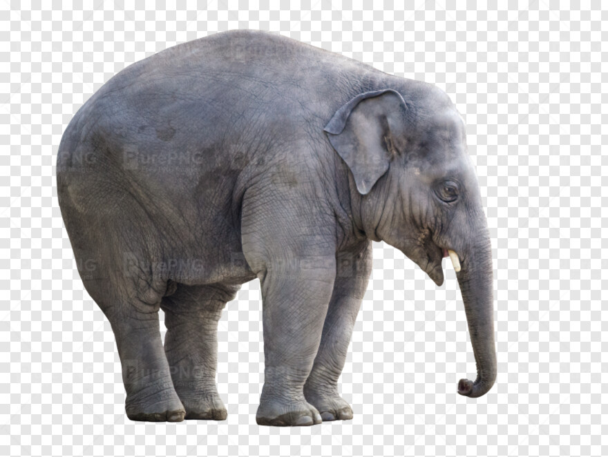 elephant # 505475