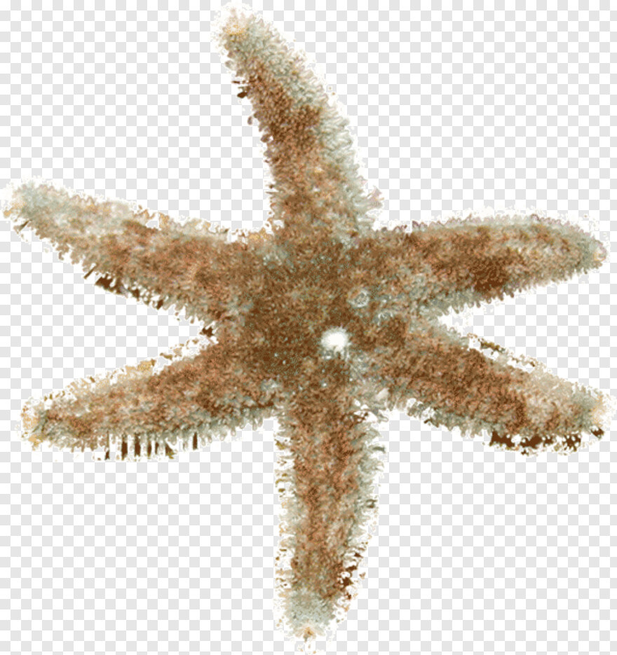 starfish # 612008