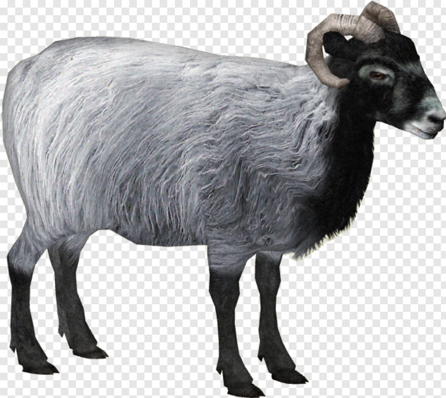 sheep # 651361
