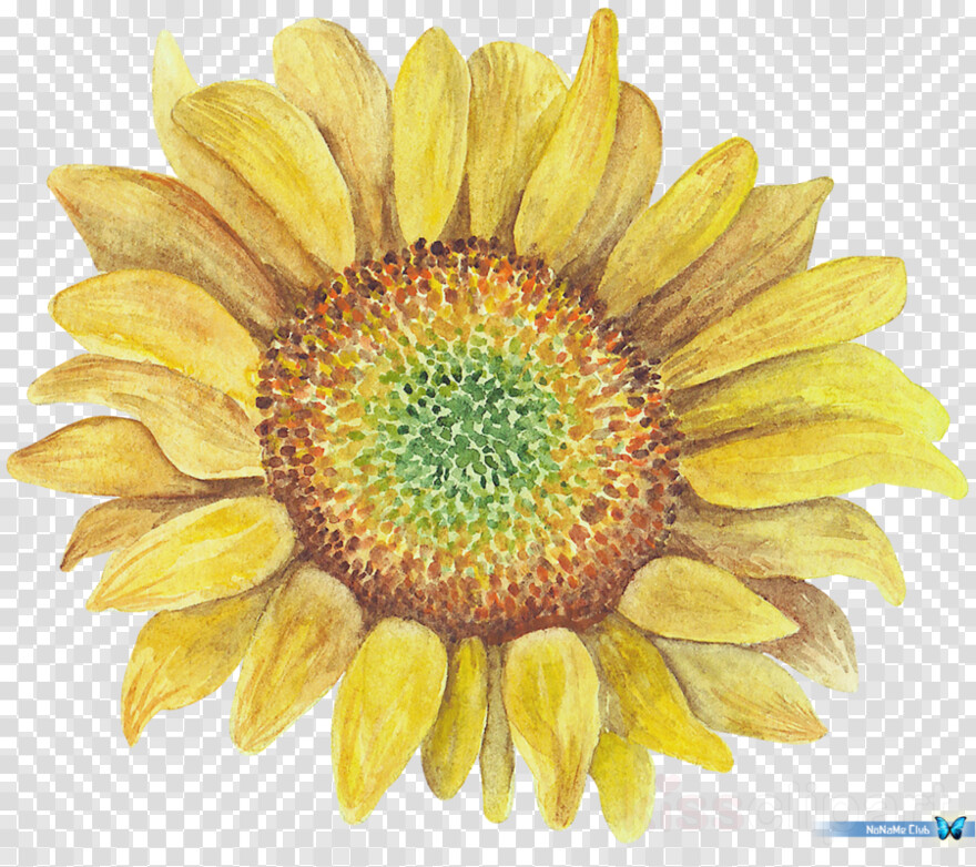 sunflower # 608552