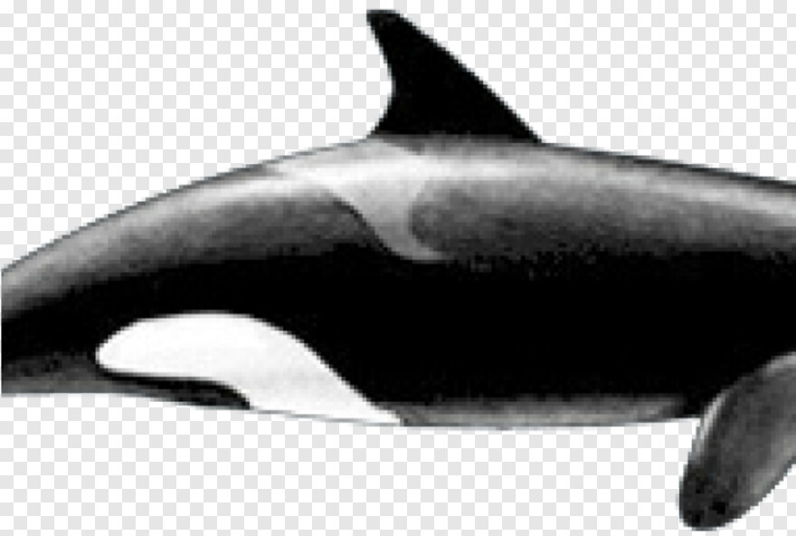 whale-shark # 623659