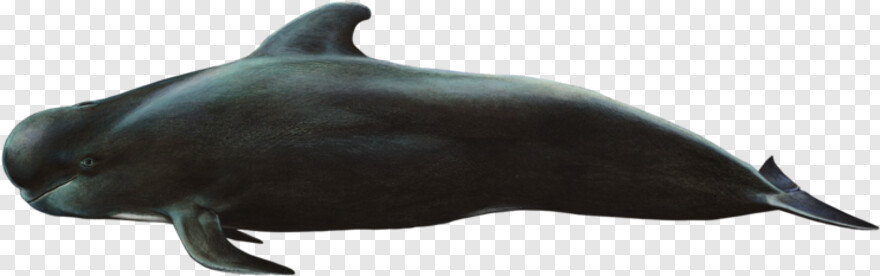 blue-whale # 835856