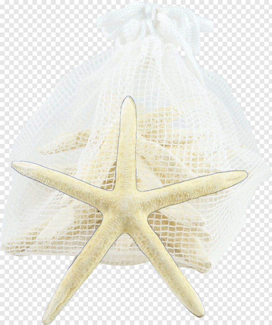 starfish # 686420