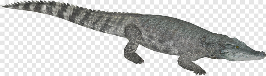 crocodile # 943424