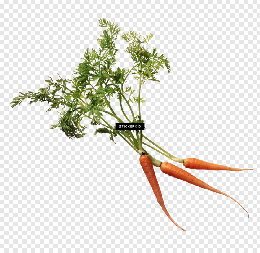 carrot # 1061149