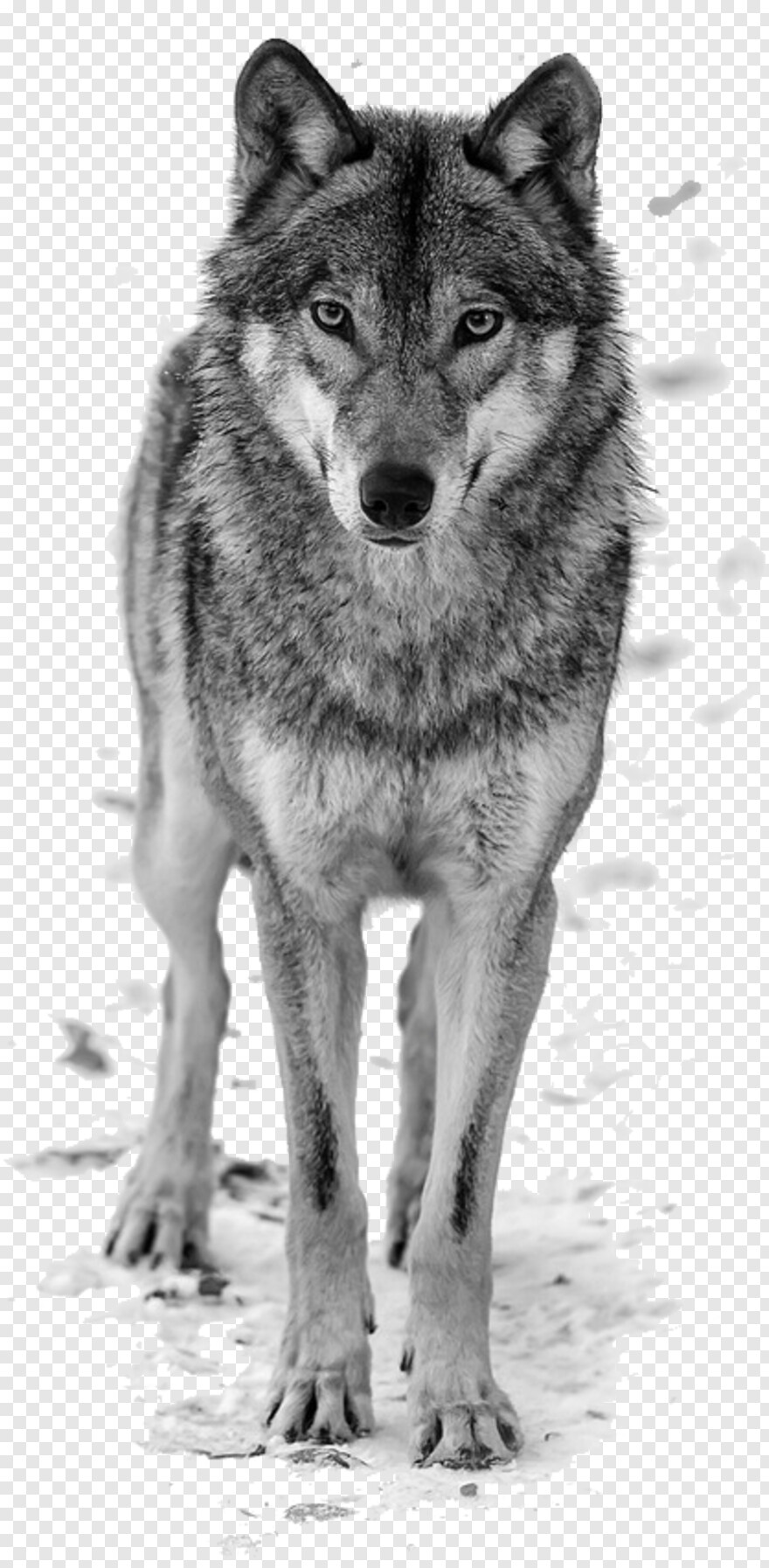 wolf # 755073