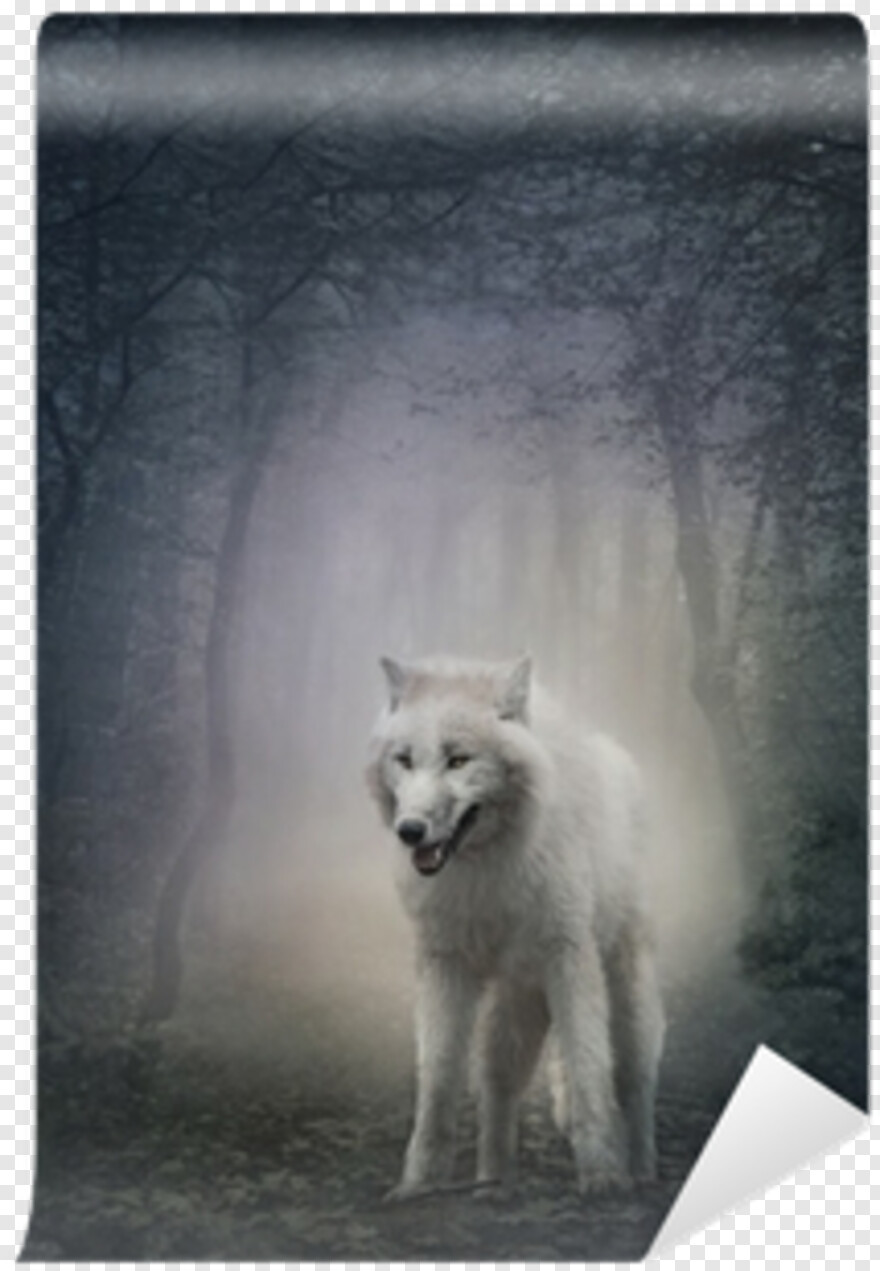 wolf # 913177
