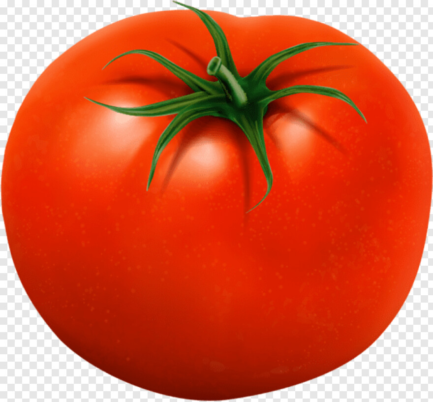 tomato # 650428