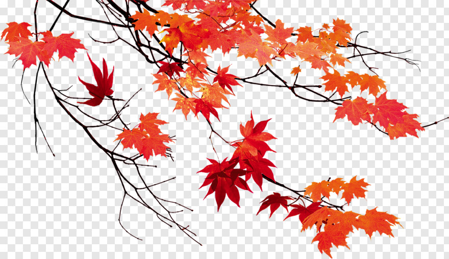 autumn-leaves # 441713