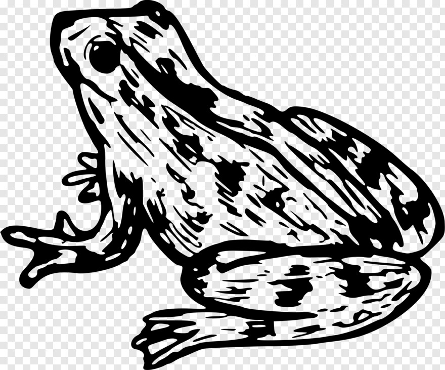frog-clipart # 810848
