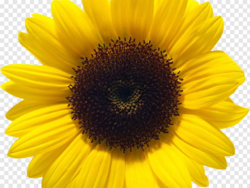 sunflower # 1003817