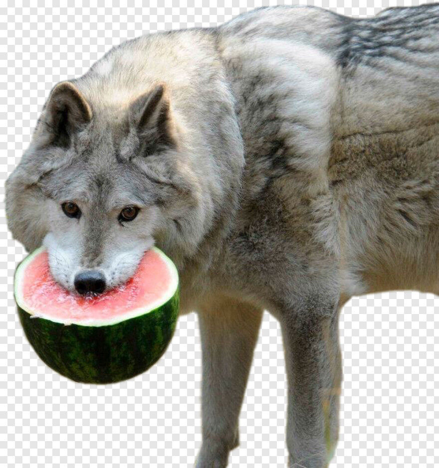 watermelon # 776528