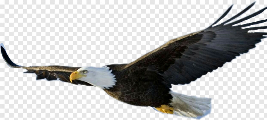 eagle # 984434