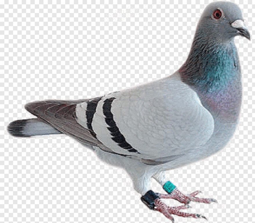 pigeon # 709794