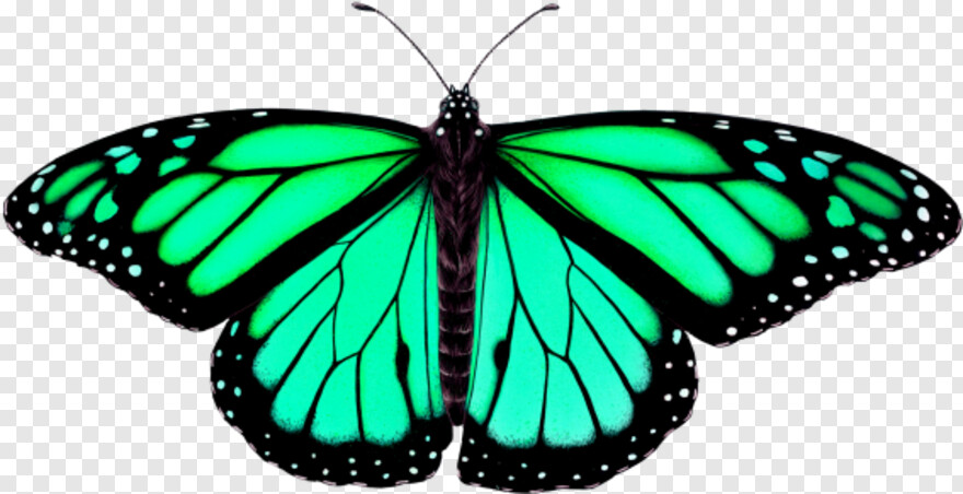 monarch-butterfly # 1094734