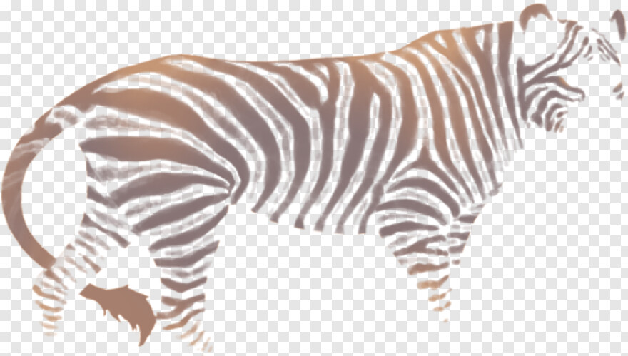 zebra # 587478