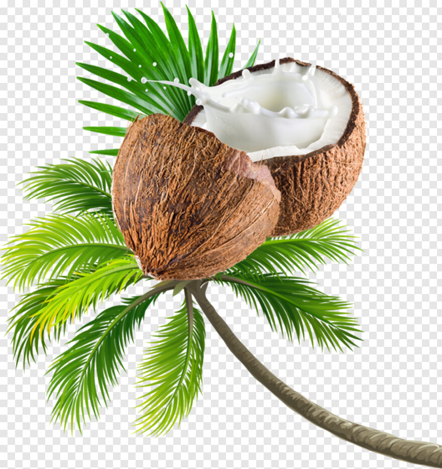 coconut # 990221