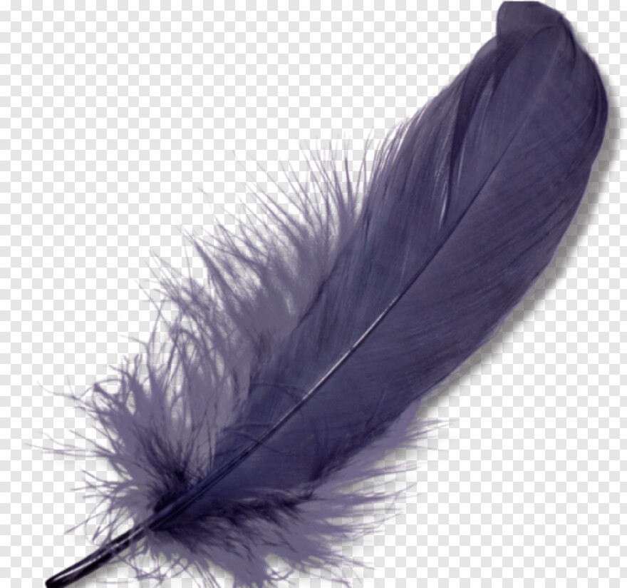 feather # 842553