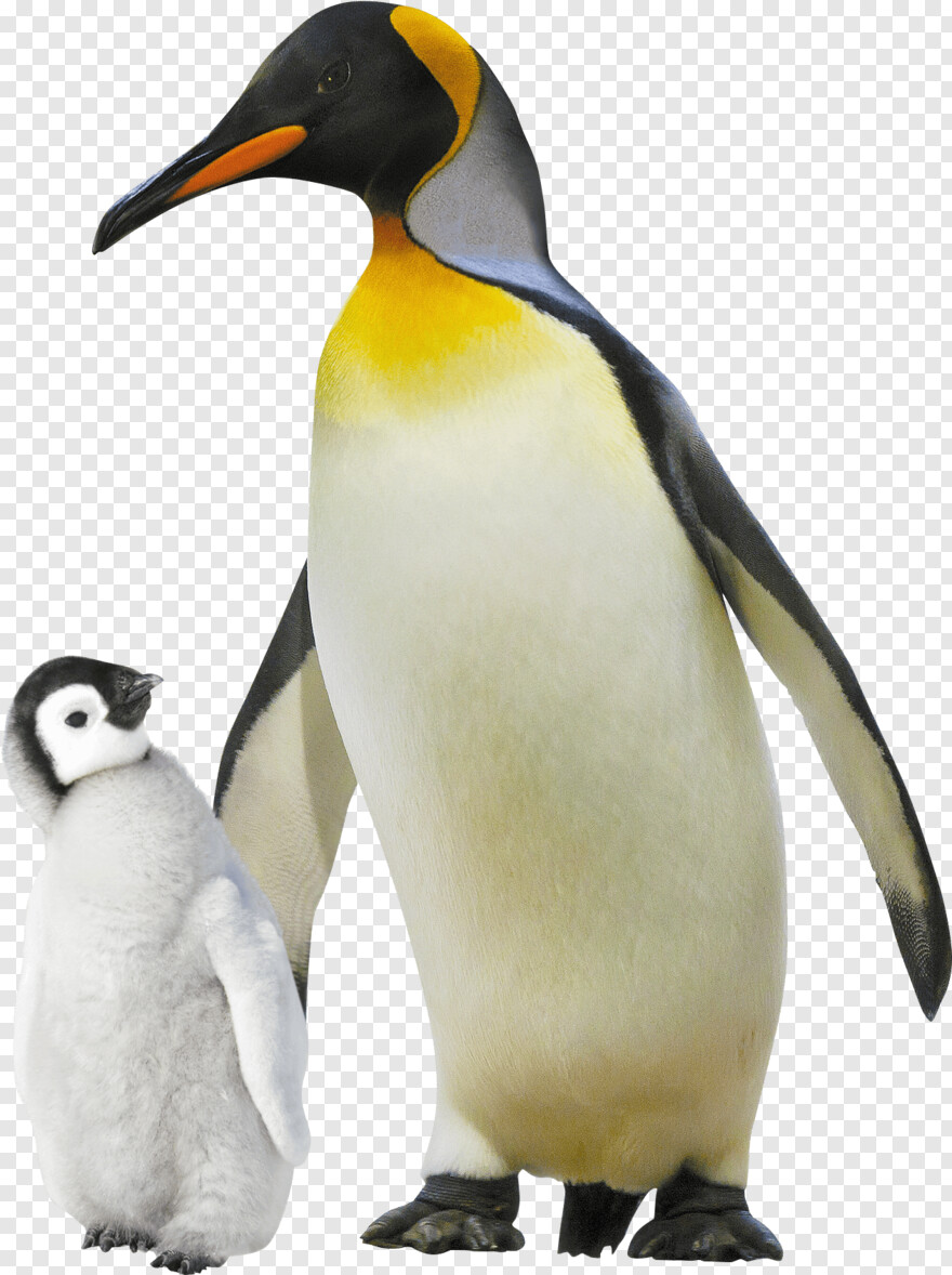 penguin # 863495