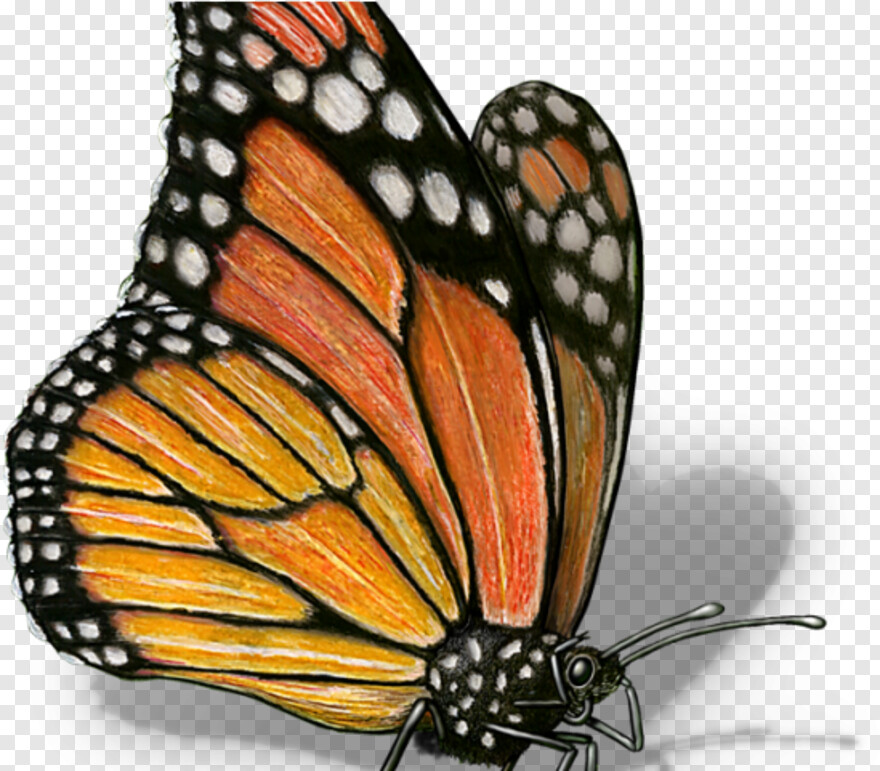 monarch-butterfly # 1094736