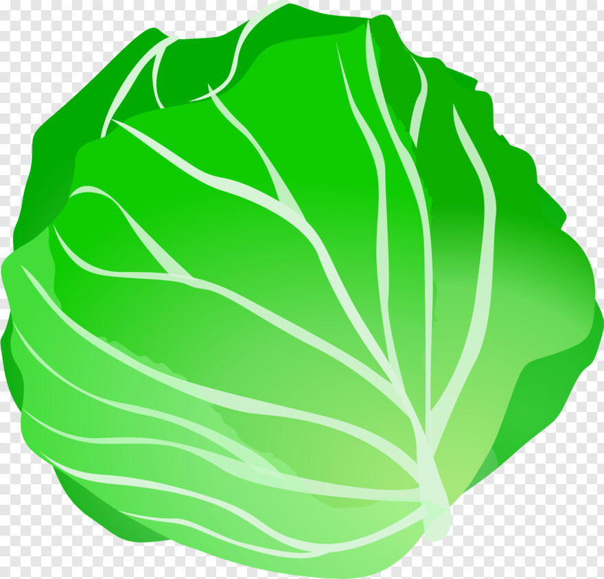 cabbage # 1089929