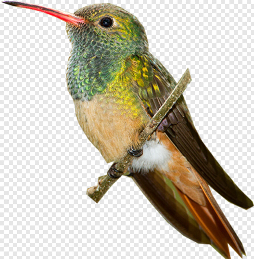 hummingbird # 374969
