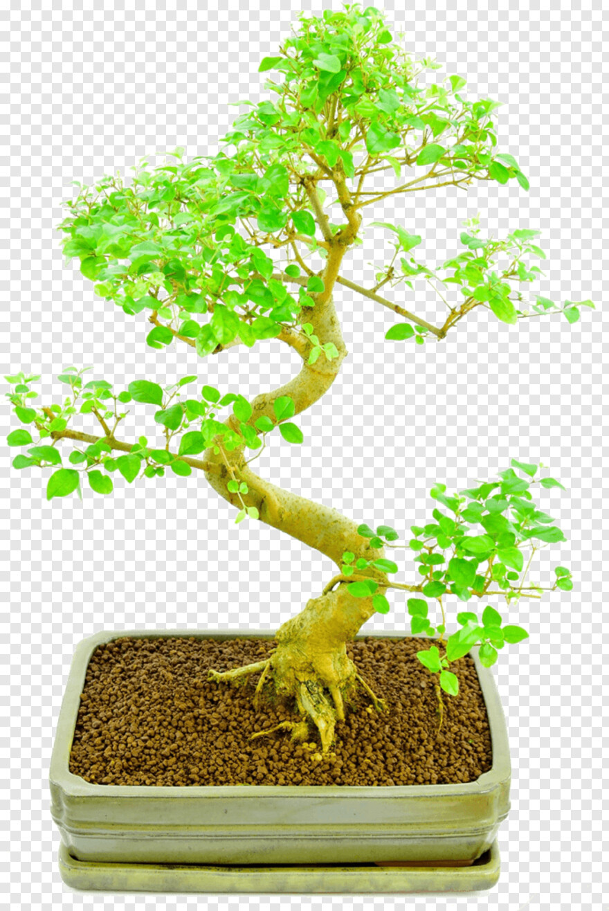 bonsai-tree # 333089