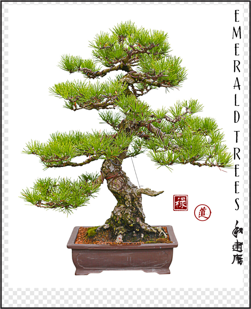 bonsai-tree # 333153