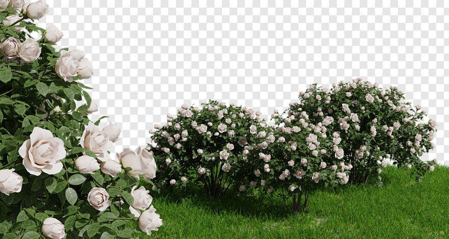 rose-bush # 348849