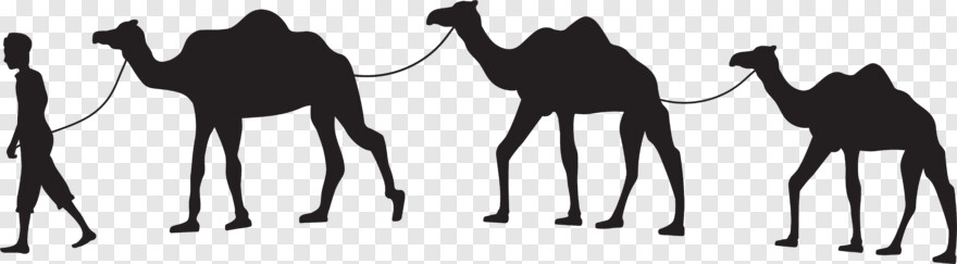 camel # 1080205