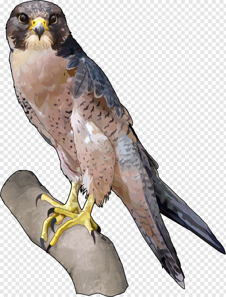 falcon # 847456