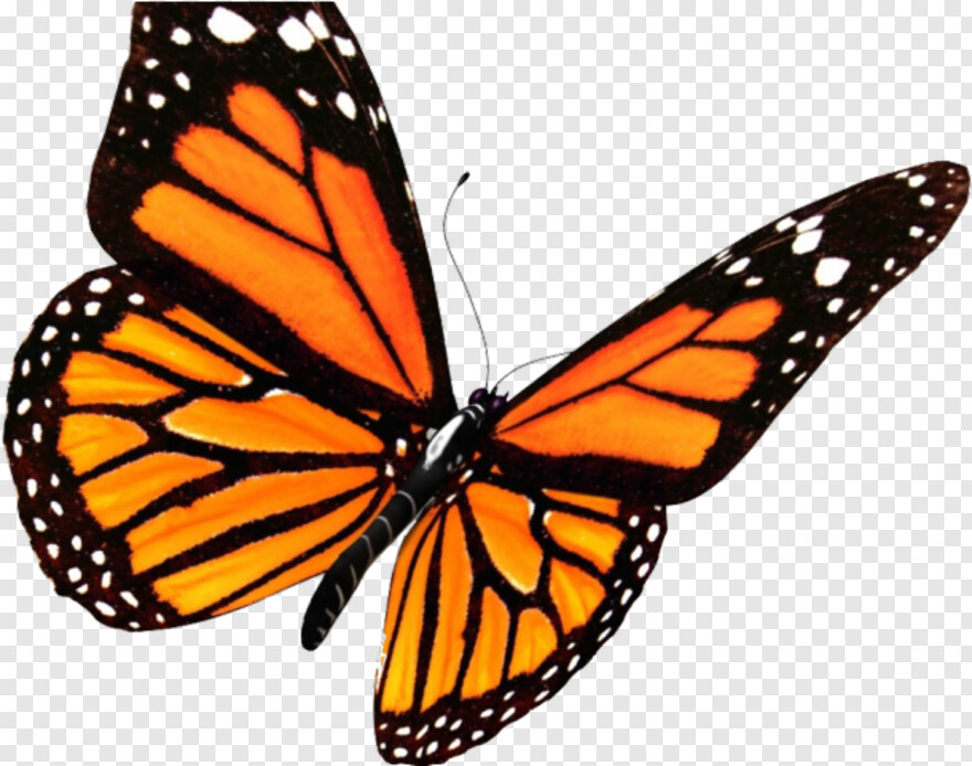 monarch-butterfly # 1094735