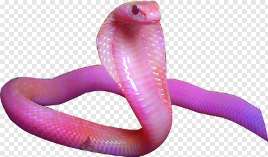 gucci-snake # 559076