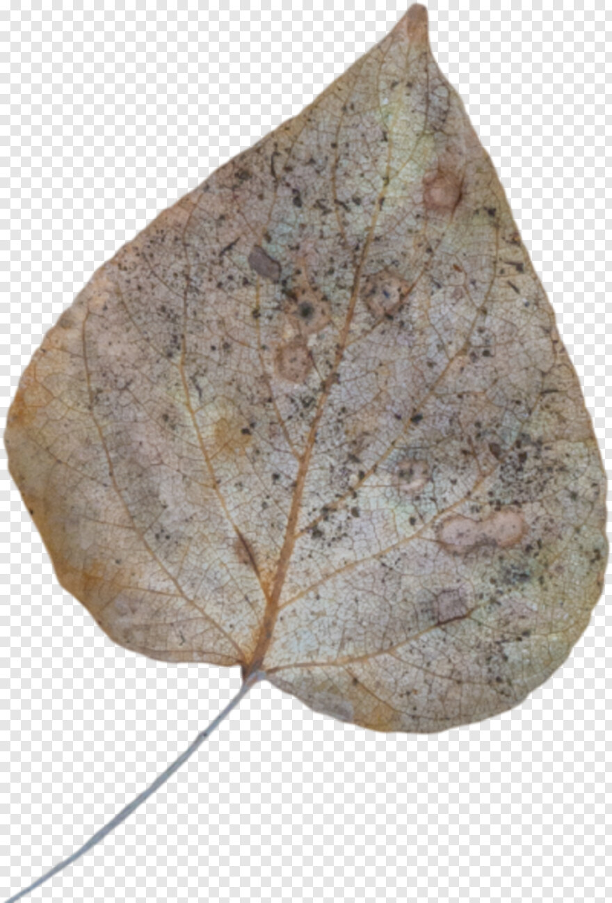 maple-leaf # 922050