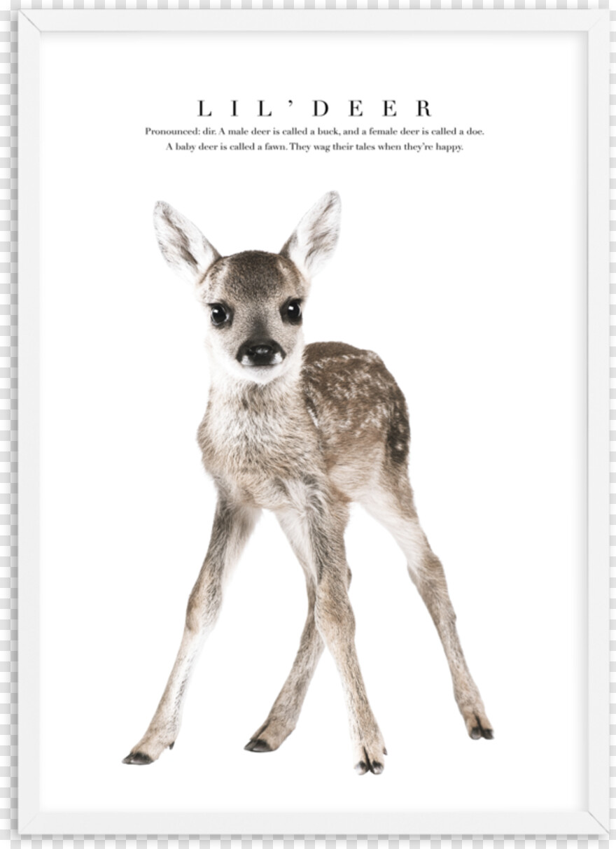 whitetail-deer # 433669