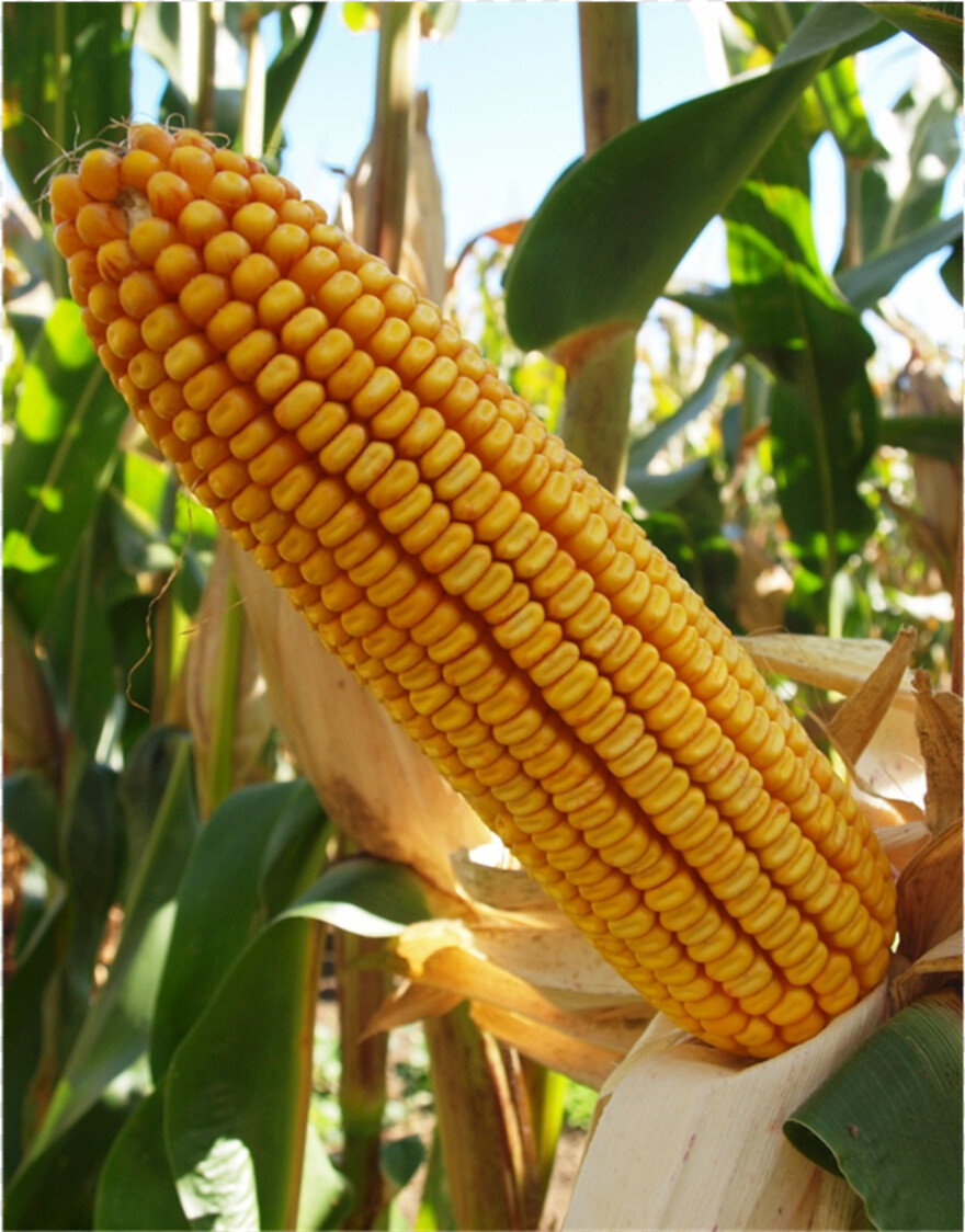 sweet-corn # 956523