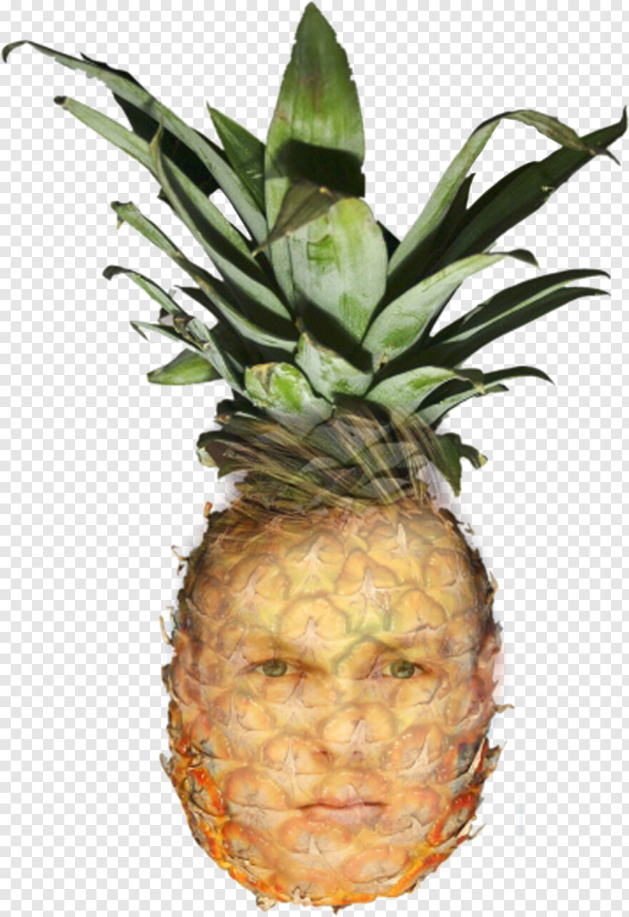 pineapple # 424480