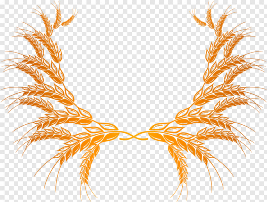 wheat # 590553