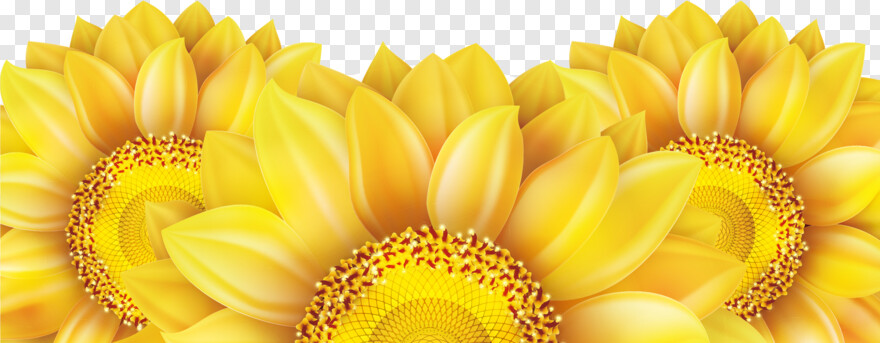 sunflower # 608634