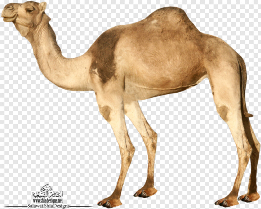 camel # 1080195