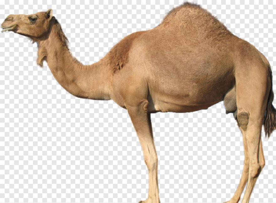 camel # 1080184