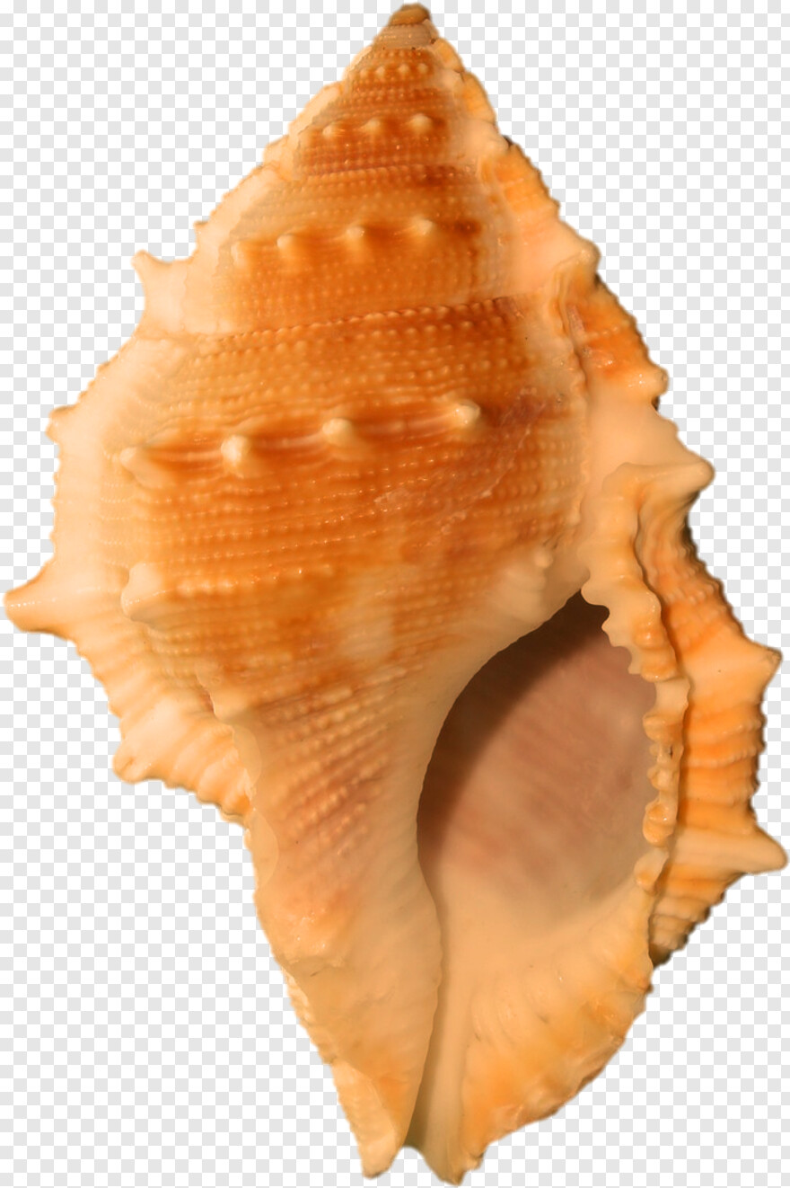 seashell # 907163