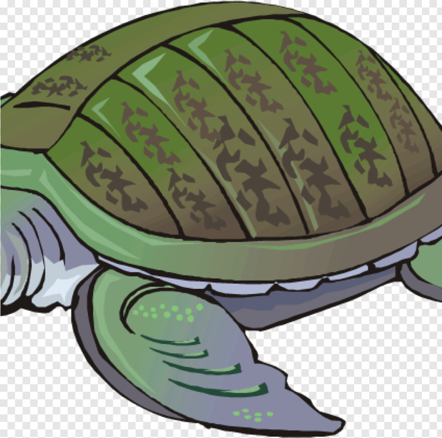 turtle # 609516