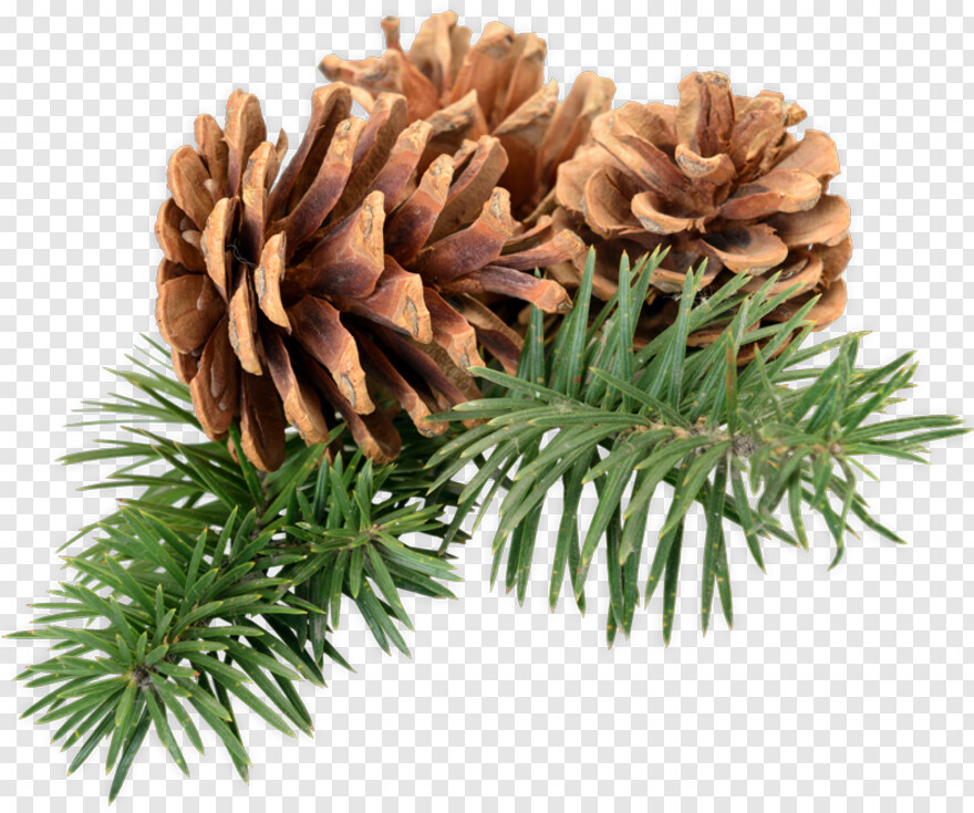 pine # 966518