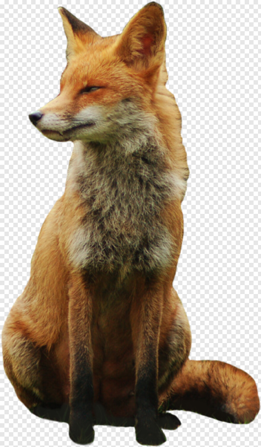 fennec-fox # 814819