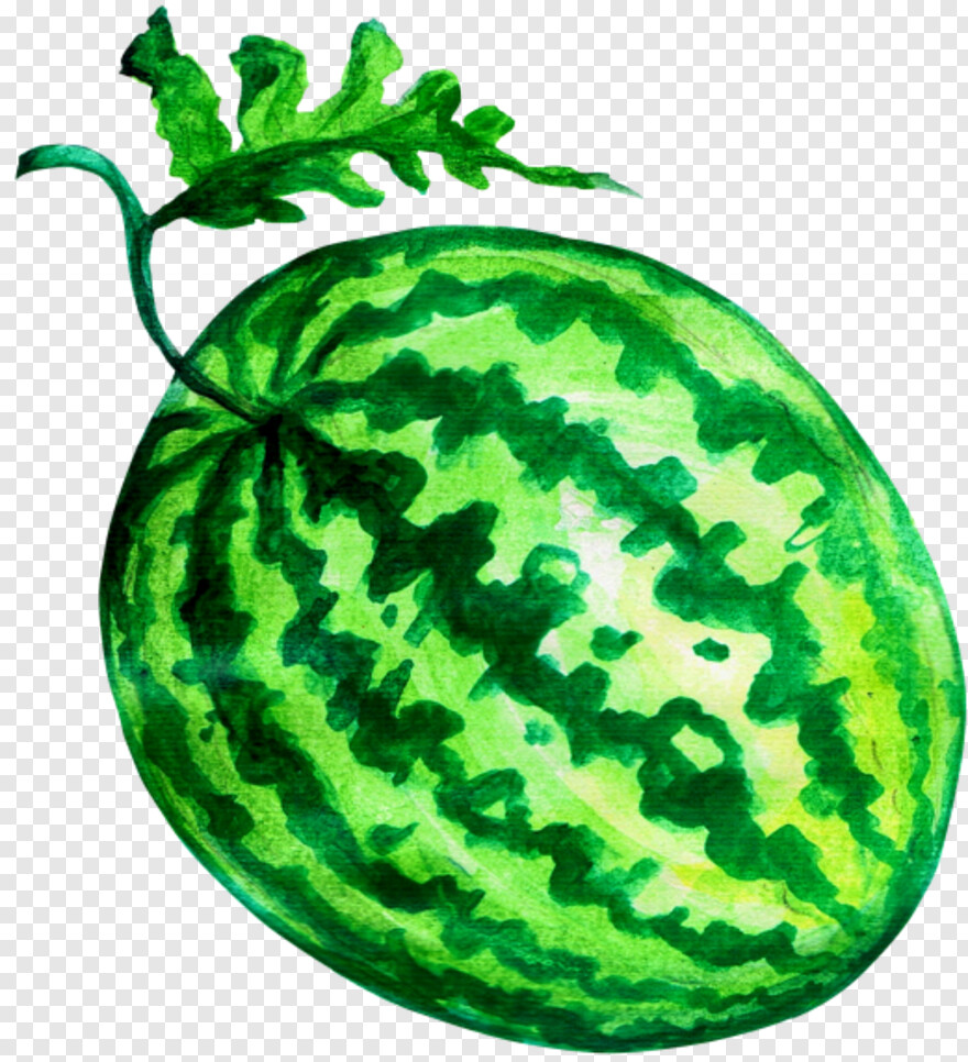 watermelon # 591824
