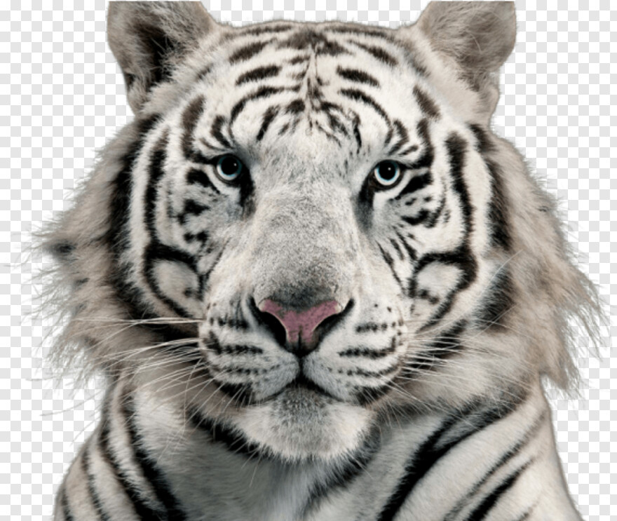 tiger # 602347